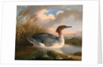 A Dun Diver (Goosander), Robert Wilkinson Padley, ca. 1775-1835 by Wilkinson Padley