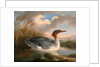 A Dun Diver (Goosander), Robert Wilkinson Padley, ca. 1775-1835 by Wilkinson Padley