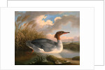 A Dun Diver (Goosander), Robert Wilkinson Padley, ca. 1775-1835 by Wilkinson Padley