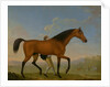 The Duke of Ancaster's Bay Stallion, Blank, Walking Towards a Mare King Herod by William Shaw