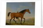 The Duke of Ancaster's Bay Stallion, Blank, Walking Towards a Mare King Herod by William Shaw