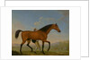 The Duke of Ancaster's Bay Stallion, Blank, Walking Towards a Mare King Herod by William Shaw