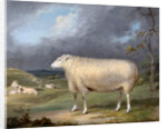 A Border Leicester Ewe by James Ward