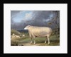 A Border Leicester Ewe by James Ward