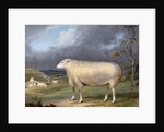 A Border Leicester Ewe by James Ward