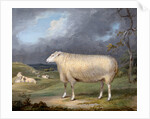 A Border Leicester Ewe by James Ward