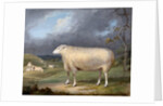 A Border Leicester Ewe by James Ward