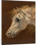 Head of a Grey Arabian Horse by Martin Theodore Ward