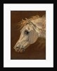 Head of a Grey Arabian Horse by Martin Theodore Ward