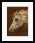 Head of a Grey Arabian Horse by Martin Theodore Ward