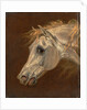 Head of a Grey Arabian Horse by Martin Theodore Ward