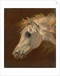 Head of a Grey Arabian Horse by Martin Theodore Ward