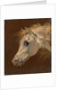 Head of a Grey Arabian Horse by Martin Theodore Ward