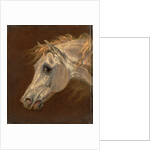 Head of a Grey Arabian Horse by Martin Theodore Ward