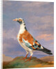 Studies of carrier pigeon by Dean Wolstenholme