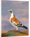 Studies of carrier pigeon by Dean Wolstenholme