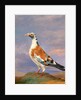 Studies of carrier pigeon by Dean Wolstenholme