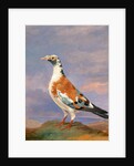 Studies of carrier pigeon by Dean Wolstenholme