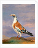 Studies of carrier pigeon by Dean Wolstenholme