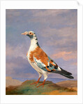 Studies of carrier pigeon by Dean Wolstenholme