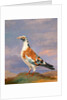 Studies of carrier pigeon by Dean Wolstenholme