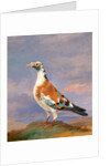 Studies of carrier pigeon by Dean Wolstenholme