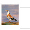 Studies of carrier pigeon by Dean Wolstenholme