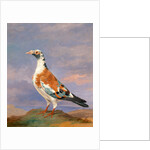 Studies of carrier pigeon by Dean Wolstenholme