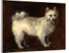 Spitz Dog A Dog by Thomas Gainsborough
