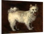 Spitz Dog A Dog by Thomas Gainsborough