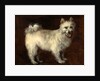 Spitz Dog A Dog by Thomas Gainsborough
