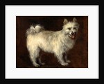 Spitz Dog A Dog by Thomas Gainsborough