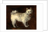 Spitz Dog A Dog by Thomas Gainsborough