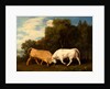 Bulls Fighting by George Stubbs