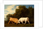 Bulls Fighting by George Stubbs