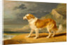 Rough-Coated Collie by James Ward