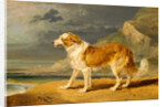 Rough-Coated Collie by James Ward