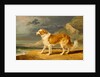 Rough-Coated Collie by James Ward
