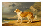 Rough-Coated Collie by James Ward