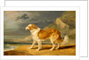 Rough-Coated Collie by James Ward