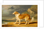 Rough-Coated Collie by James Ward