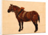 Study of a Working Horse by Thomas Sidney Cooper