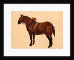 Study of a Working Horse by Thomas Sidney Cooper