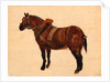 Study of a Working Horse by Thomas Sidney Cooper