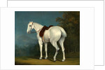 A Lady's Grey Hunter by Jacques-Laurent Agasse