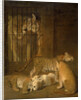Group of Whelps Bred between a Lion and a Tigress by Jacques-Laurent Agasse