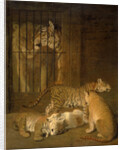 Group of Whelps Bred between a Lion and a Tigress by Jacques-Laurent Agasse