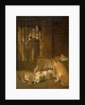 Group of Whelps Bred between a Lion and a Tigress by Jacques-Laurent Agasse