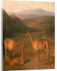Three Vicunas by Jacques-Laurent Agasse