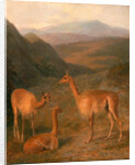 Three Vicunas by Jacques-Laurent Agasse